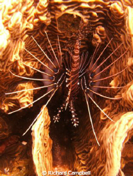 island of mindanoa..sealife DC-1000...lionfish..process o... by Richard Campbell 